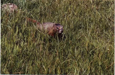 Chien de prairie 1998 USA.webp