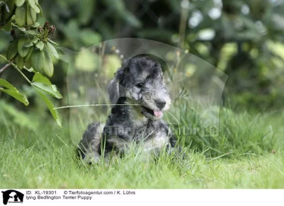 KL-19301-Bedlington_Terrier.webp