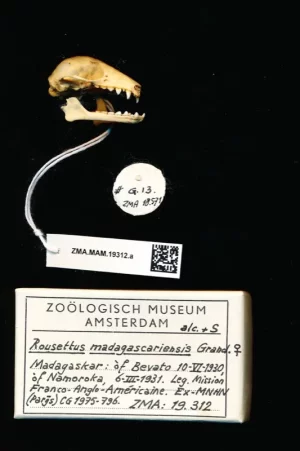 Copie de Naturalis_Biodiversity_Center_-_ZMA.MAM.19312.a_lat_-_Rousettus_madagascariensis_-_s...webp