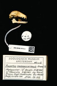 Copie de Naturalis_Biodiversity_Center_-_ZMA.MAM.19312.a_lat_-_Rousettus_madagascariensis_-_s...jpeg