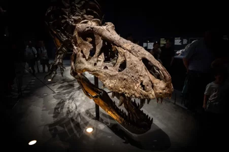 Copie de trex-7802_28305228267_o.webp