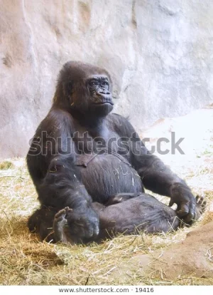 gorilla-600w-19416.webp