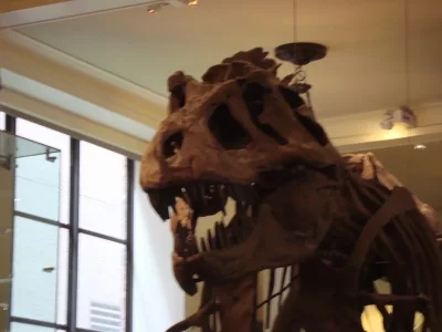 T Rex.webp