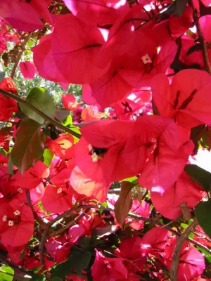 5131-Carghese_Fleurs.webp