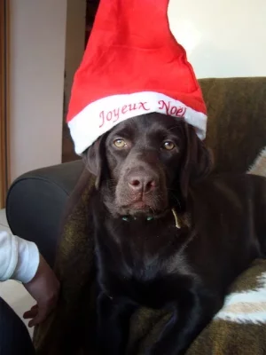 joyeux noel-10.webp