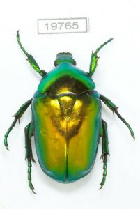 Coleoptera-Cetoniinae-Protaetia-Cetonischema-speciosissima-19765.jpg