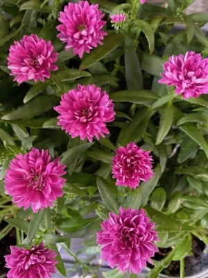 IMG_9445.webp