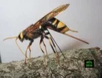 Copie de sirex29gf.JPG Copie de sirex29gf.JPG