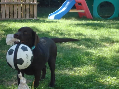 LOLA4mois (7).webp