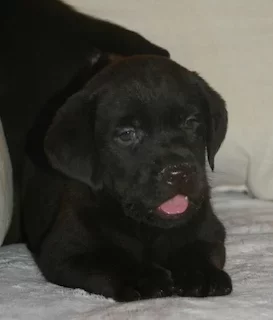 BBChloe2Atlas6sem7.webp