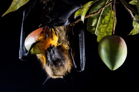 Copie de 317_chauve-souris-frugivore_f1_dsc5355-1024x683-1.webp