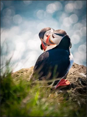 puffin.webp