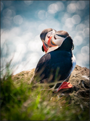 puffin.png