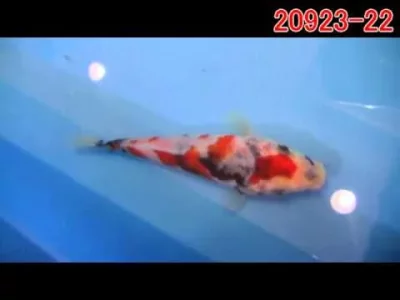 1603470334106.webp