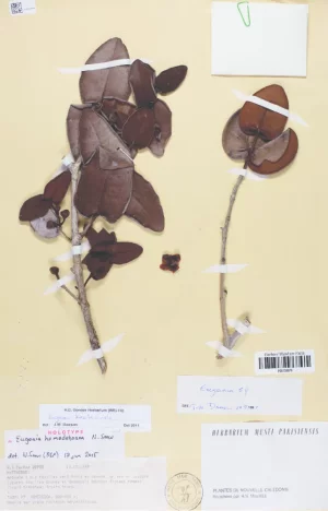 Holotype-of-Eugenia-homedeboana-N-Snow-MacKee-20983-P-C-Museum-national.webp