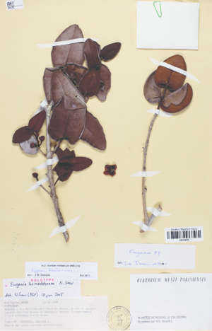 Holotype-of-Eugenia-homedeboana-N-Snow-MacKee-20983-P-C-Museum-national.png
