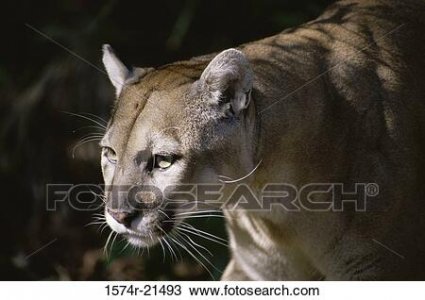 close-up-of-a-florida-panther-stock-image__1574r-21493.jpg