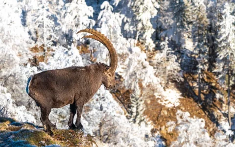 ibex800.webp
