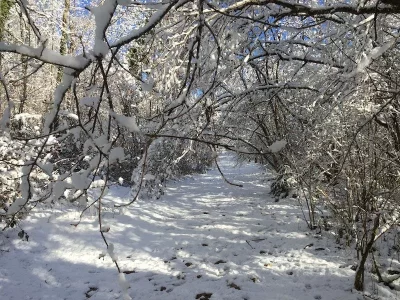 NEIGE 2020.webp