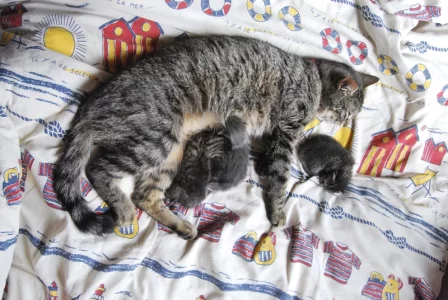 Pirouette-maman.webp