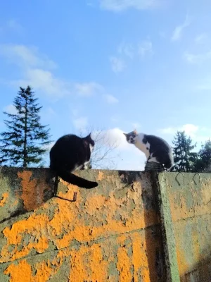 IMG_20201220_121321.webp