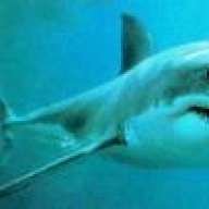 Requin Blanc