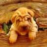 lionne