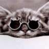 Choux-moii