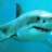 Requin Blanc