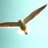 Seagull__