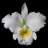 CATTLEYA