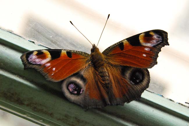 DSC_3009_papillon.JPG