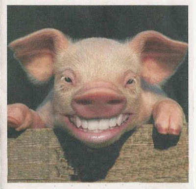 face-de-porc.bmp