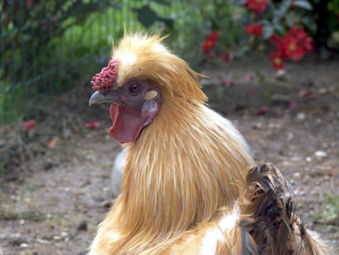 Coq03.jpg