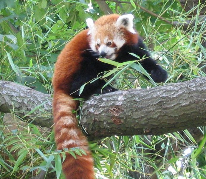 691px-RedPanda.jpg