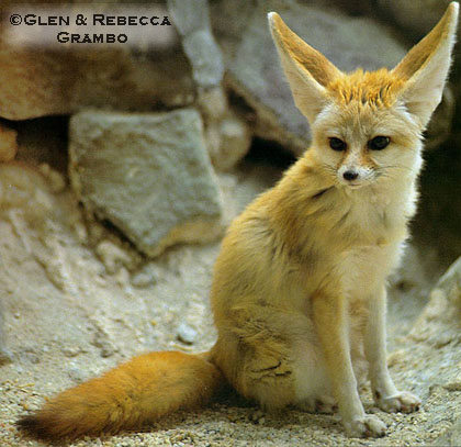 fennec5.jpg