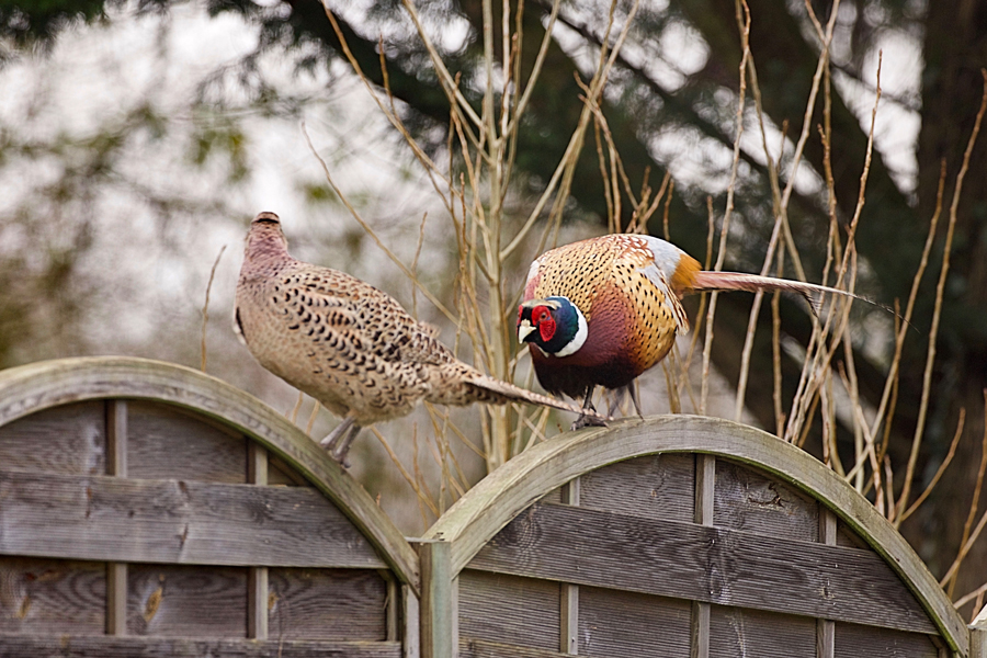 couple10.jpg