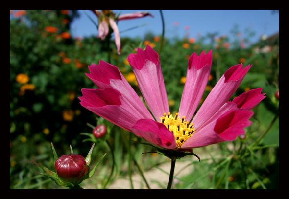 giverny.jpg