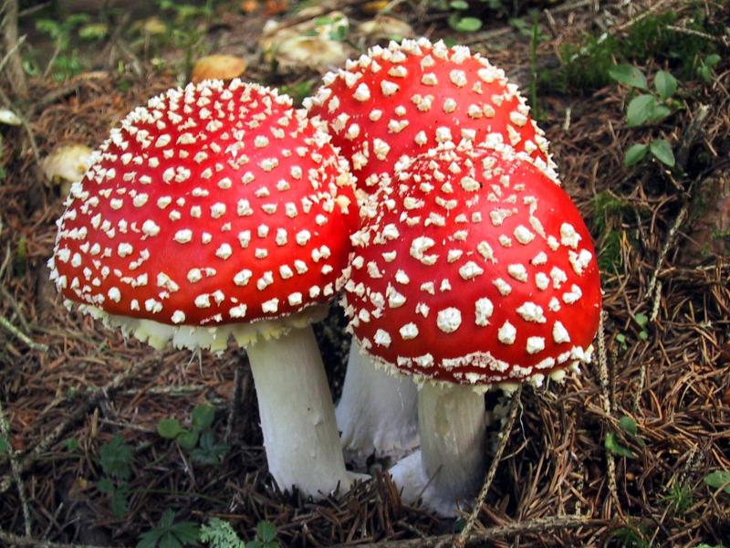 amanita_muscaria_red1.jpg