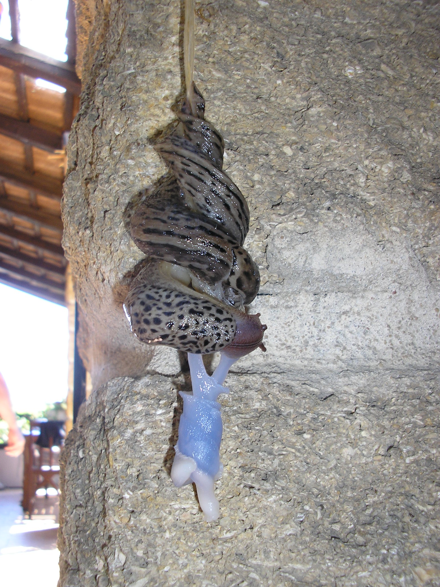 Reproduction_limaces.JPG