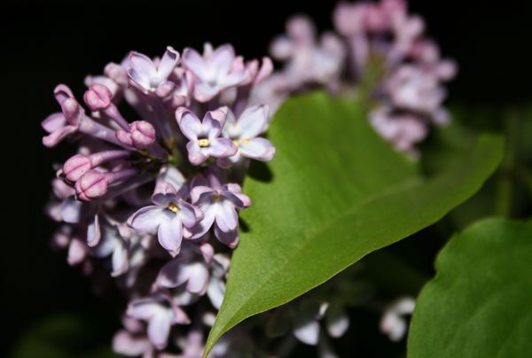 petites_fleurs.jpg