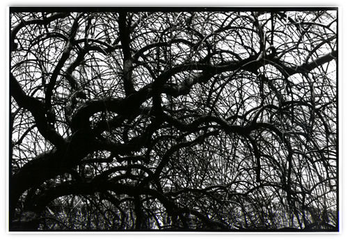 tree1.jpg