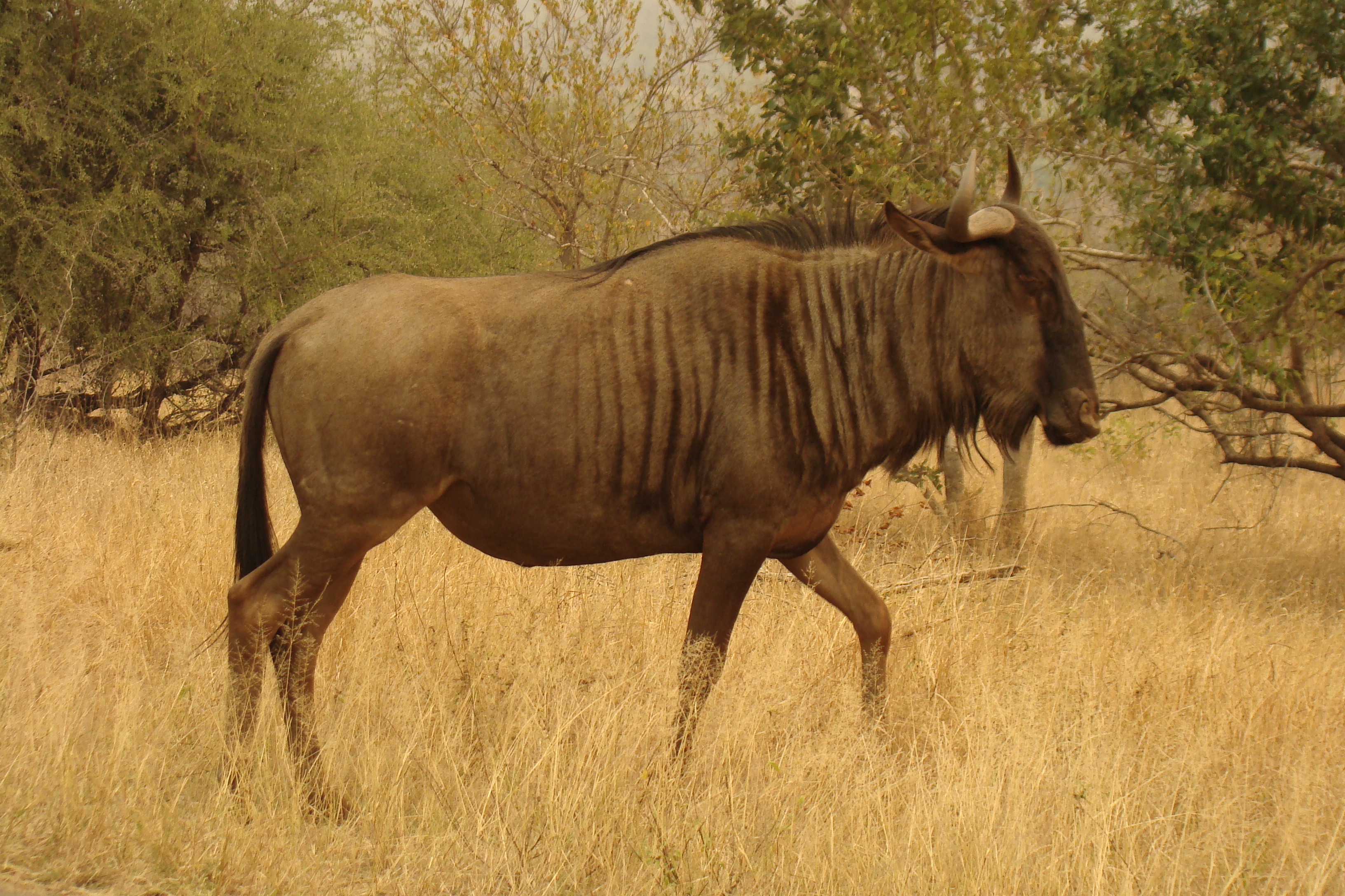 Streifengnu_%28en._Wildebeest%29.JPG