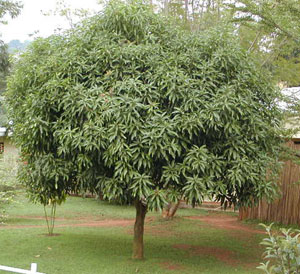 manguier4.jpg