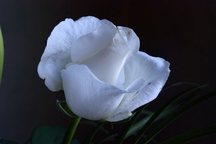 DSC_6070.1.3.2BDef_fleur_blanche.jpg