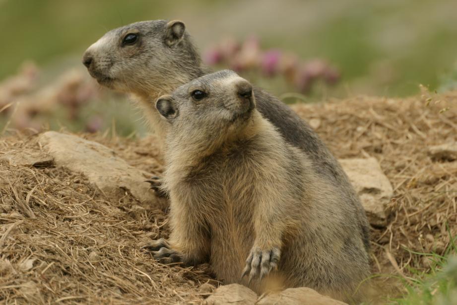 Marmotte_des_Pyrénées.jpg