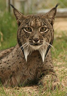 220px-Linces10.jpg