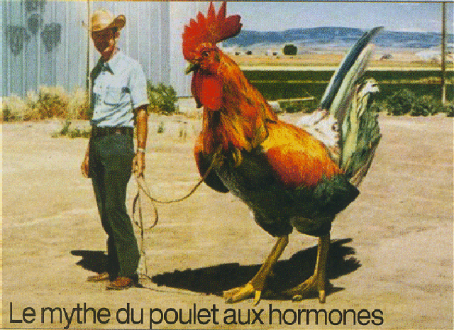 poulet2.gif