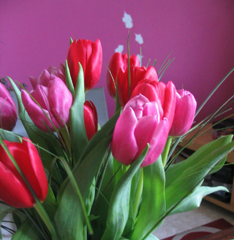 tulipes-1.jpg