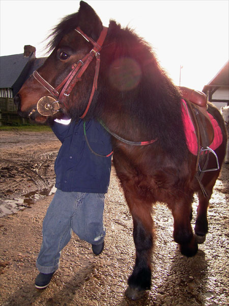 poney3.jpg